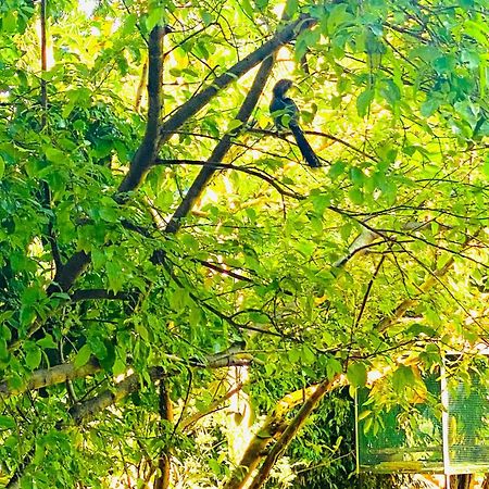 Gamagedara Resort Dambulla Eksteriør billede