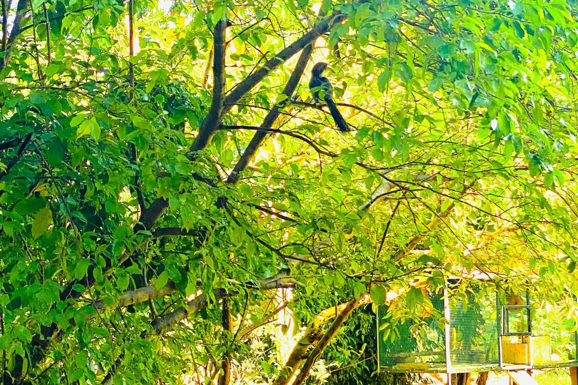 Gamagedara Resort Dambulla Eksteriør billede